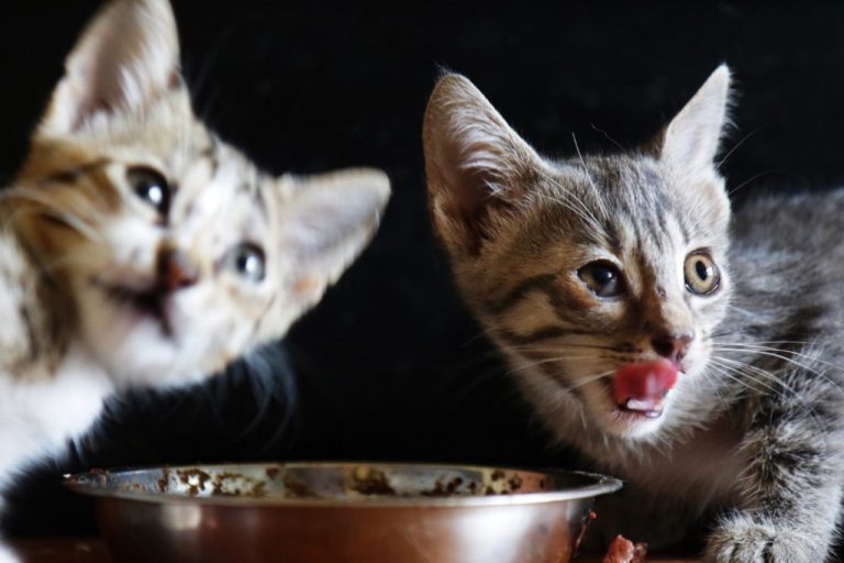 À quelle fréquence donner des croquettes à un chaton ?